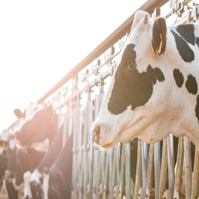 Premium Herds