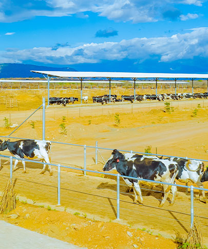 Pioneering Sustainable Dairy Farming for a Healthier Tomorrow