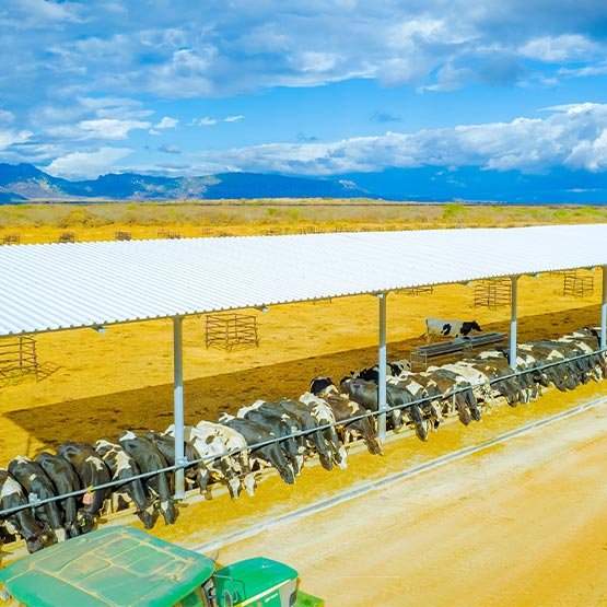 Cattle Medicines