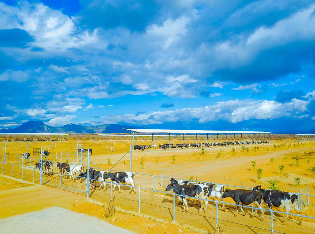 Pioneering Sustainable Dairy Farming for a Healthier Tomorrow