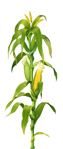 Pioneering Sustainable Dairy Farming for a Healthier Tomorrow